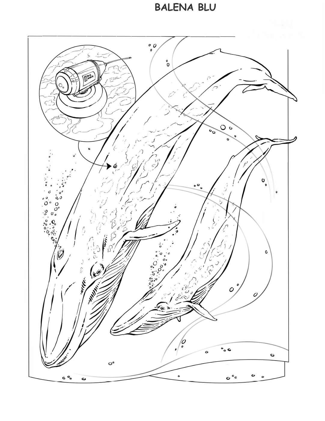 coloring-book-animals A_04