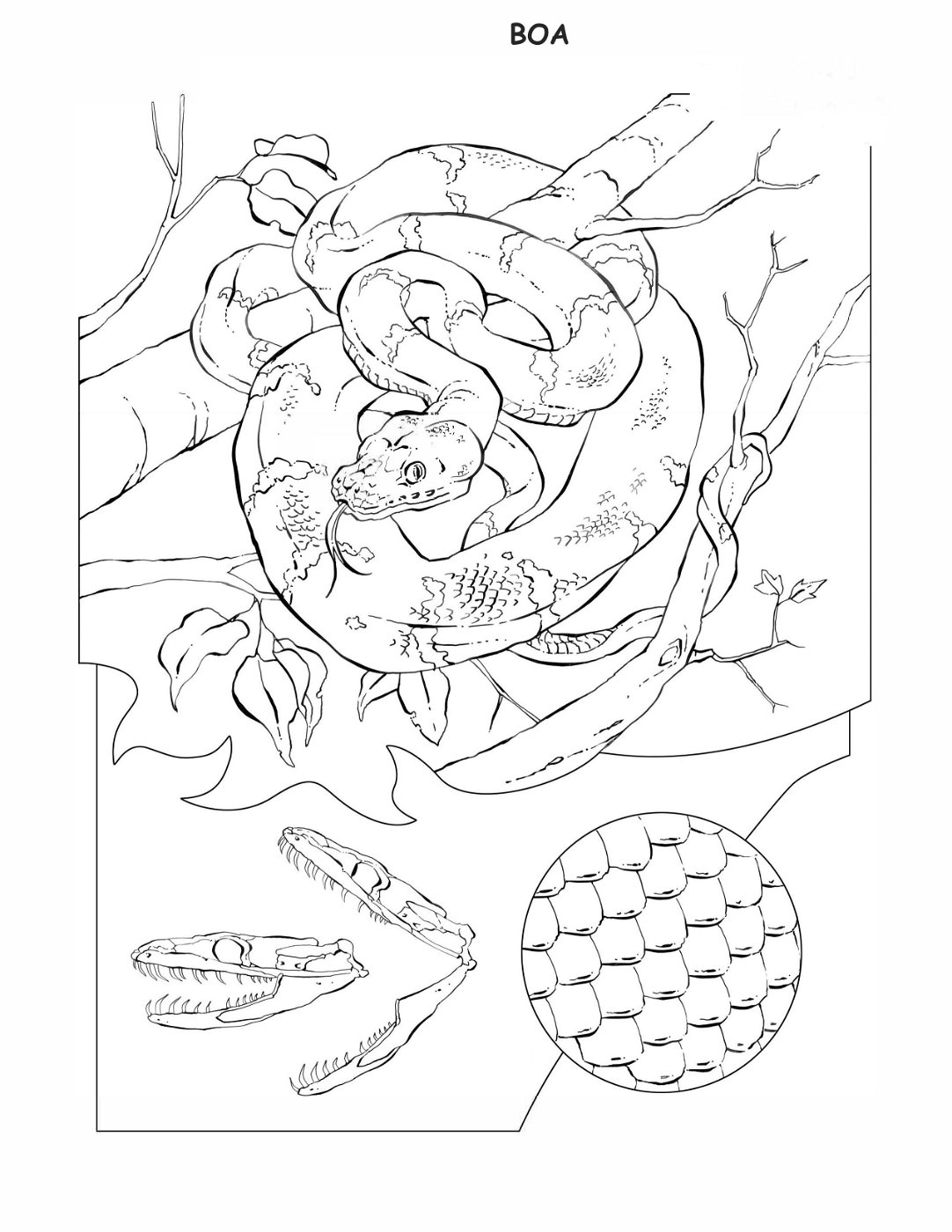 coloring-book-animals A_11