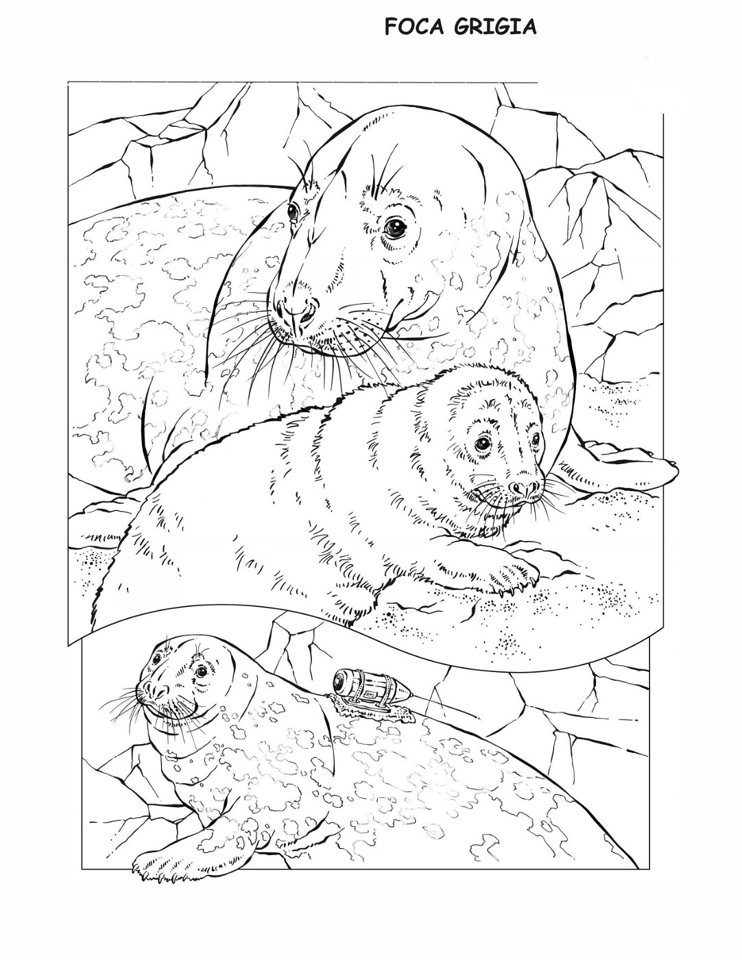 coloring-book-animals A_17