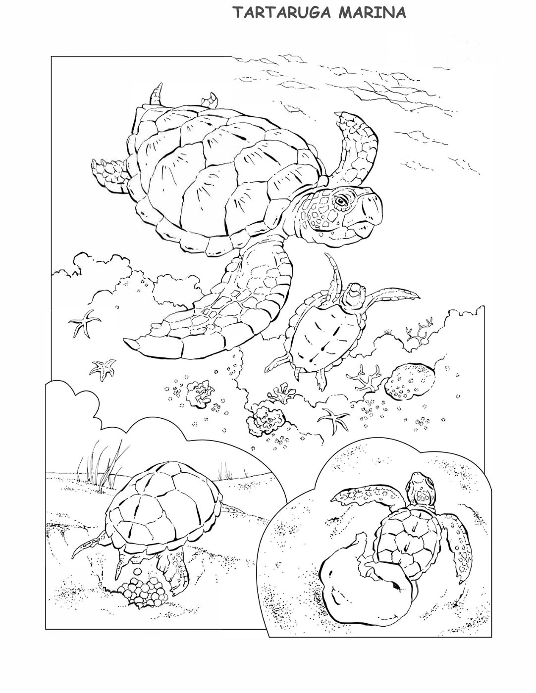 coloring-book-animals A_20