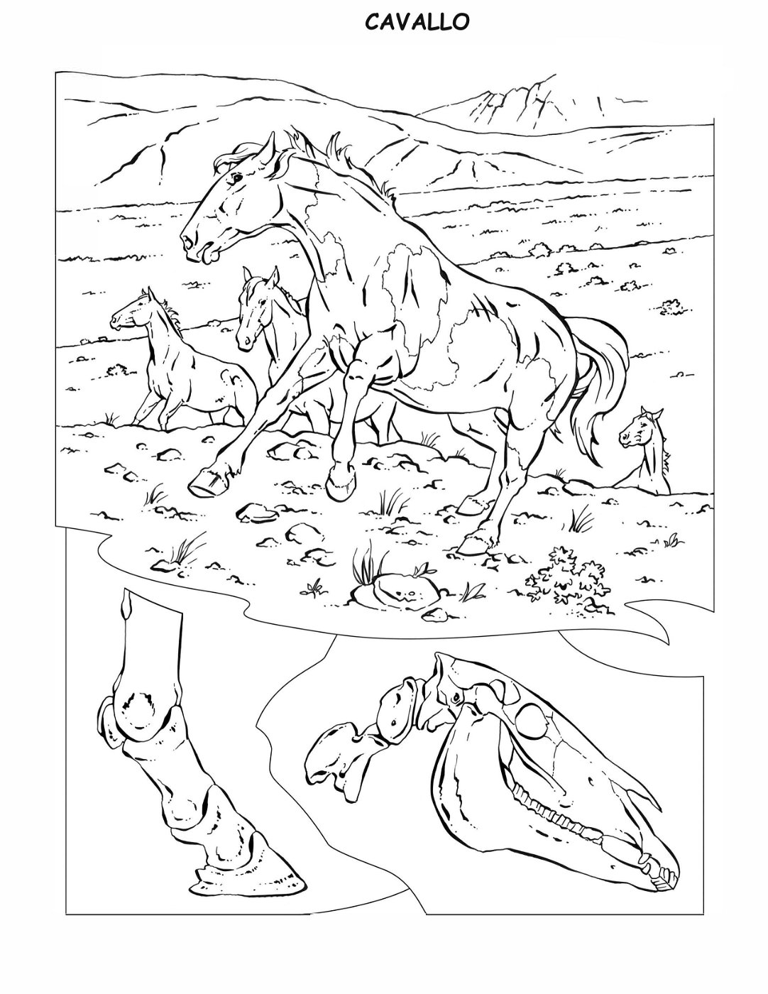 coloring-book-animals A_34