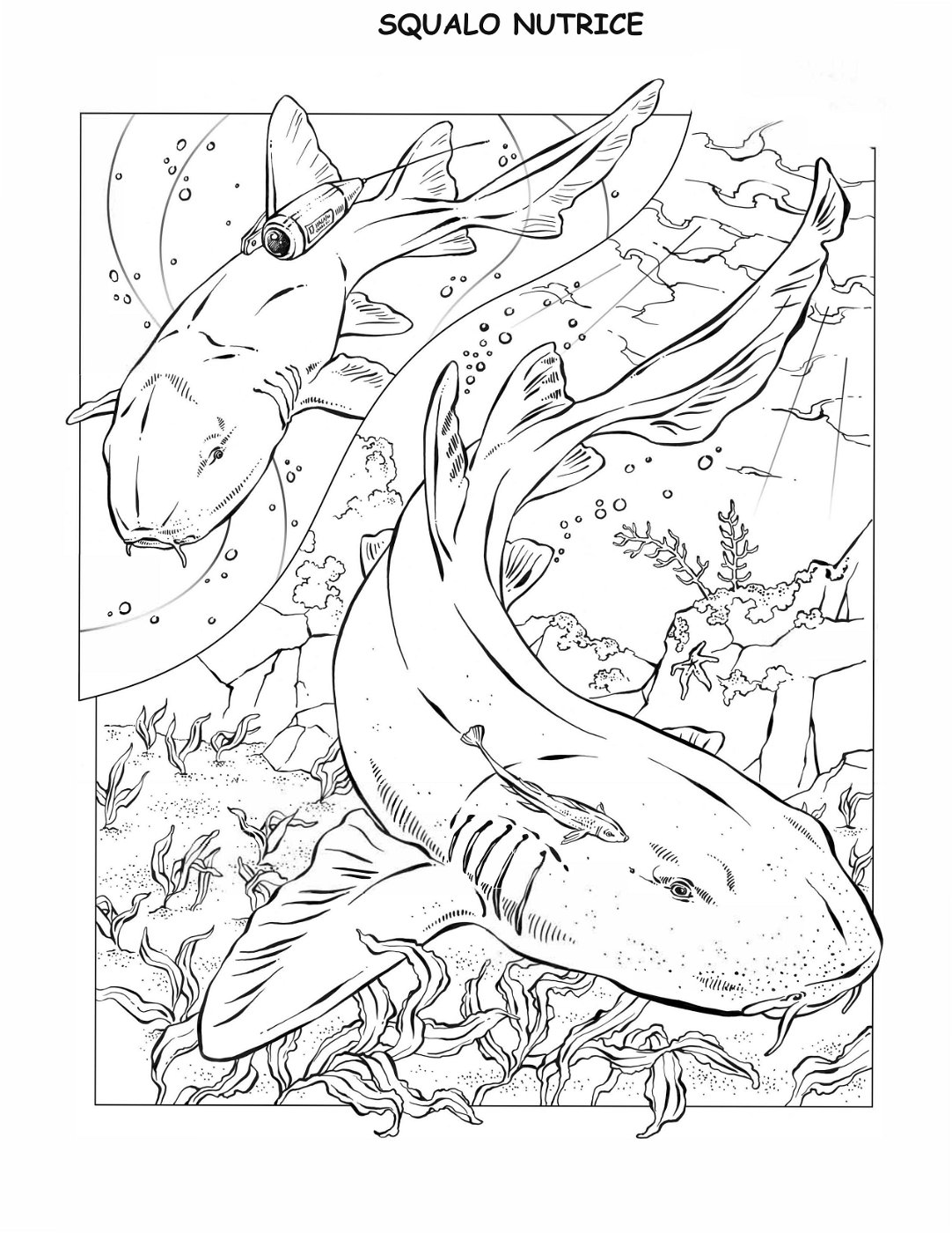 coloring-book-animals A_36