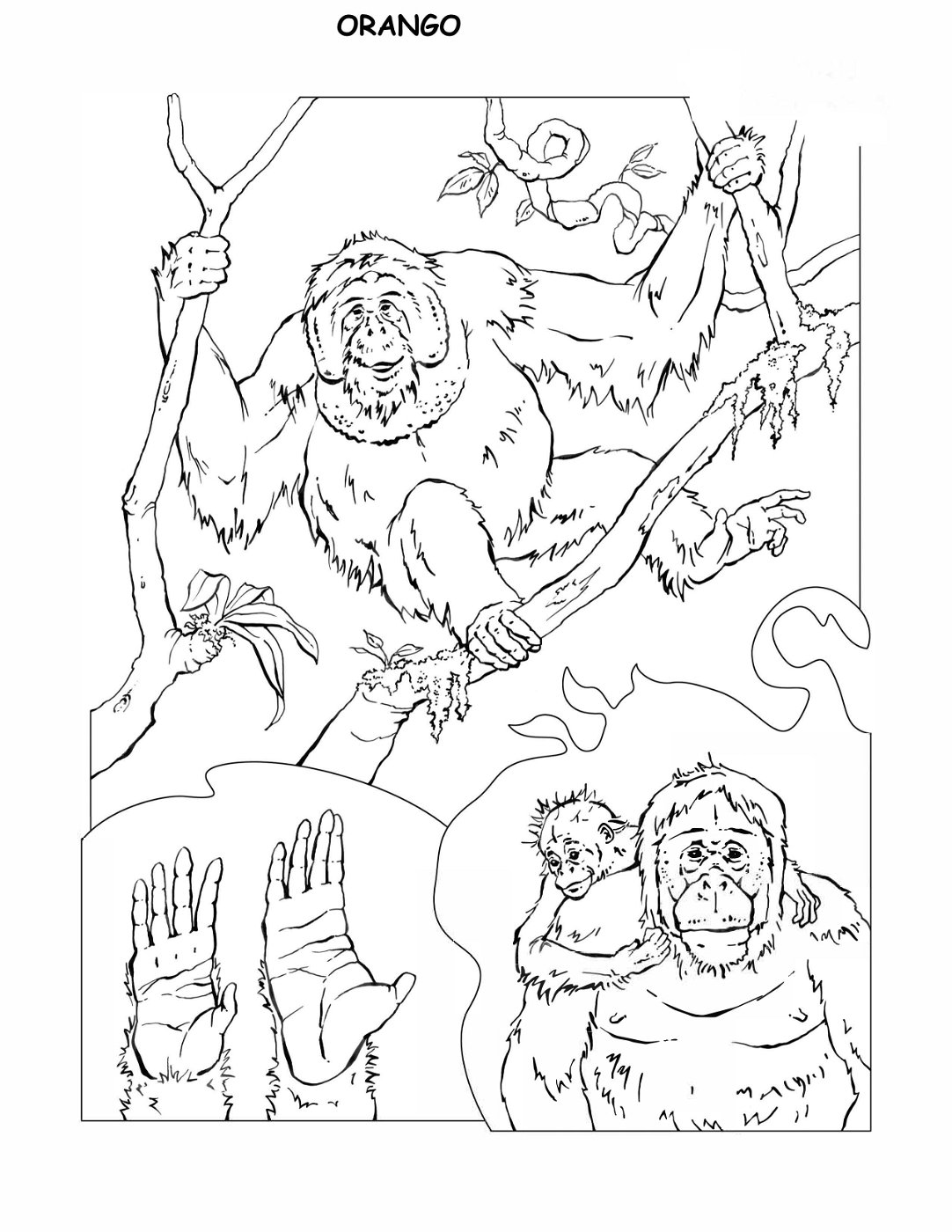 coloring-book-animals A_38