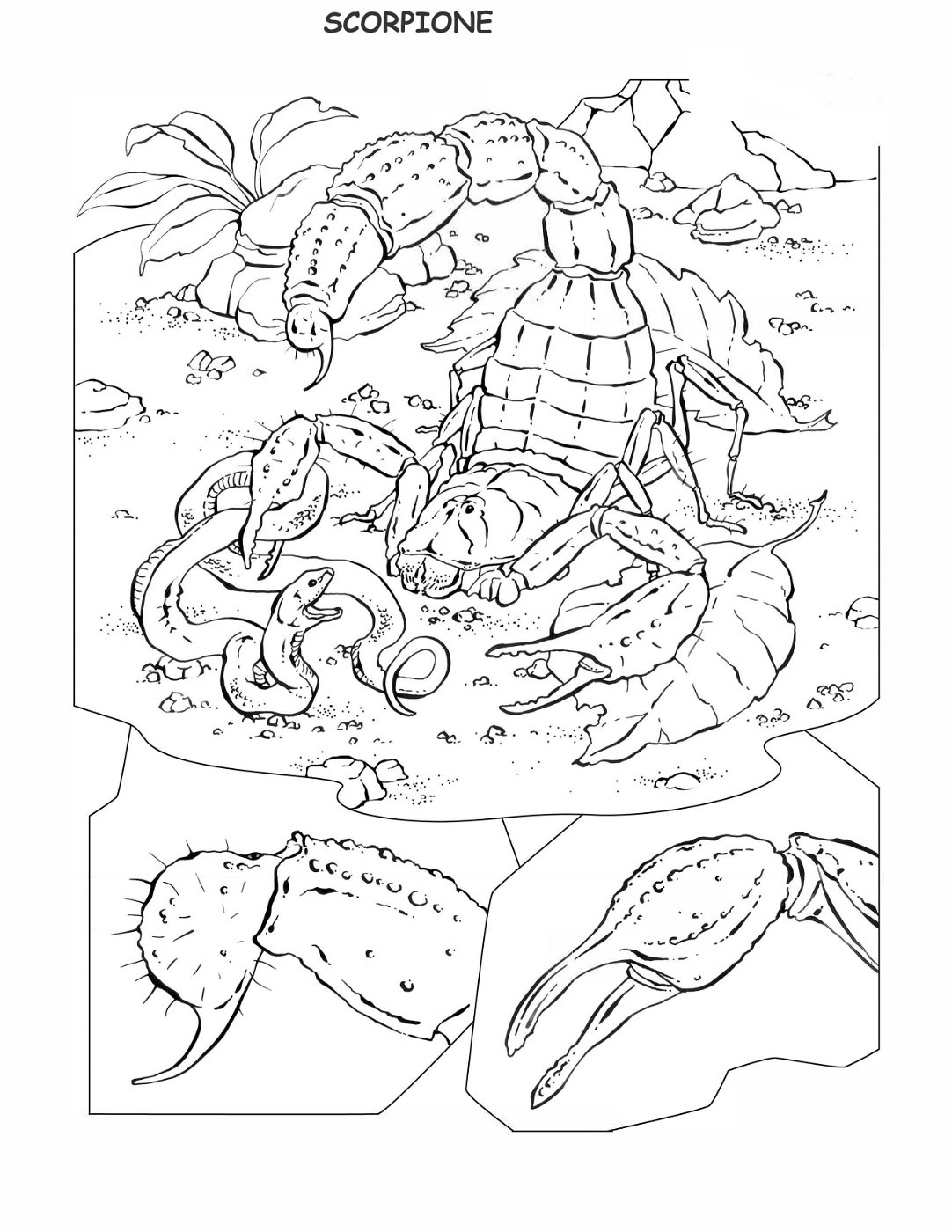 coloring-book-animals A_44
